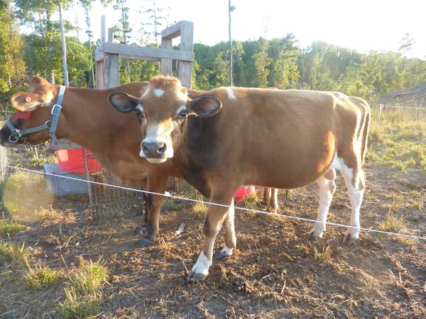 A2A2 Miniature Jersey Bull Grazing Genetics 1
