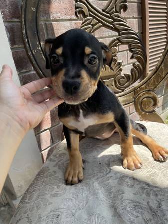 Cachorros bravucones (Houston)63859315773955124