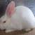 Satin Doe Rabbits 2 thumbnail