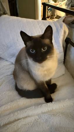 1 year old siamese kitty (spayed) (Grants Pass)63935101087875122