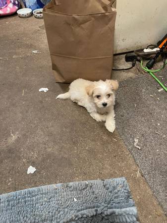 Small sweet pup for adoption576598266652272642