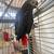 African Grey parrot adult, wild not tamed, about 20 years old 1 thumbnail