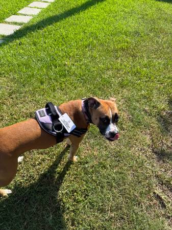 Reubicación de un dulce cruce de Boxer (Slidell)63988255319043121