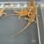 Bearded Dragon Babys 2 thumbnail