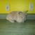 Bunnies 7 thumbnail