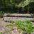 3 Year Old Pine Logs 3 thumbnail