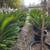 TREES (large) 20 thumbnail