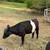 Mini belted Galloway heifer - $1,850 2 thumbnail