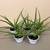 Aloe plants 1 thumbnail