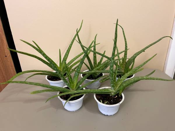 Aloe plants 1