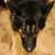 Immediate rehoming Male German Shepherd 4 thumbnail