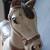 Large Wood Horse 13 thumbnail