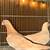 Pigeon 3 thumbnail