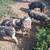 Pure IPP piglets 6 thumbnail