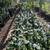 CITRUS TREES $20 - MORE THAN 5000 TREES - 50 CITRUS VARIETIES IN STOCK 17 thumbnail