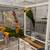 Vibrant Sun Conures — Almost 6 Months Old need new home 1 thumbnail