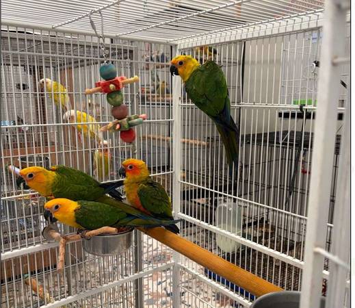 Vibrant Sun Conures — Almost 6 Months Old need new home 1