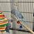 Parrots 3 thumbnail