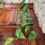 Healthy Fast Growing Pothos Plant 3 thumbnail