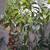 Hass & Fuerte Avocados 15-Gallon Pots 8 thumbnail