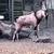 Nubian goat 3 thumbnail