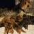 Dorkie  (dachshund/yorkie) 2 thumbnail