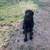 Hog dog 4 thumbnail
