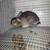Rabbits 6 thumbnail