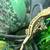 Crested gecko (Het Empty back) 7 thumbnail