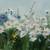 Thomas Pell Original Canvas Painting of Flowers 4 thumbnail