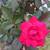 Hot Pink Rose Cuttings, 6in. 1 thumbnail