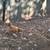 Chicks 11 thumbnail