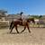 Beginner Safe, Bombproof Clydesdale Horse for Sale 12 thumbnail