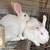 Meat Rabbits (Downsizing, Lots available) 8 thumbnail