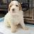 Mini Goldendoodle Puppies 14 thumbnail
