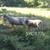 Katahdin ram lambs (and a few ewes 3 y.o.) 1 thumbnail