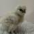 Chicks / Pollitos 1 thumbnail