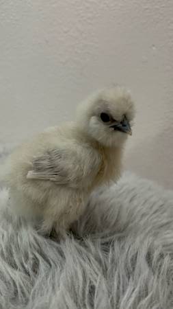 Chicks / Pollitos 1