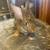 New Zealand rabbit 2 thumbnail