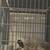 Jackrussell 1 thumbnail
