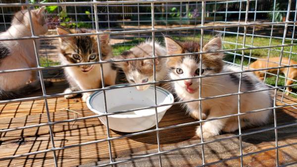 Kittens 1