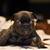 french bulldog 2 thumbnail