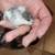 Campbell dwarf Hamster baby's $15 each 8 thumbnail