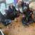 Laying Black Australorp chickens 2 thumbnail