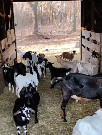 GOATS FOR SALE 1