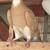 Pigeons Iranian Persian 1 thumbnail