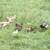 Muscovy ducklings lots of colors NEW DUCKLINGS 8 thumbnail