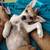 Adorable Puppy 4 thumbnail