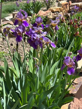 FREE:  Purple Iris Plants 1