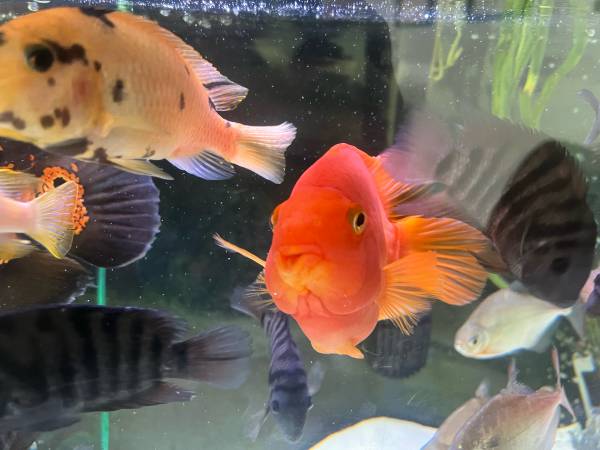 Fresh water fish rehoming (Brush Prairie)63842372507779122